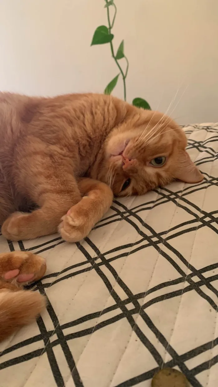 Gato ra a SRD-ViraLata idade 2 anos nome Mel 