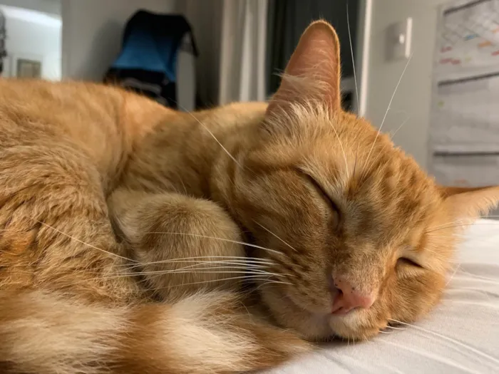 Gato ra a SRD-ViraLata idade 2 anos nome Mel 