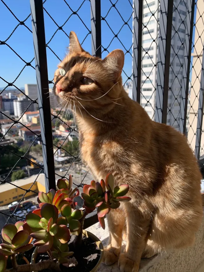 Gato ra a SRD-ViraLata idade 2 anos nome Mel 