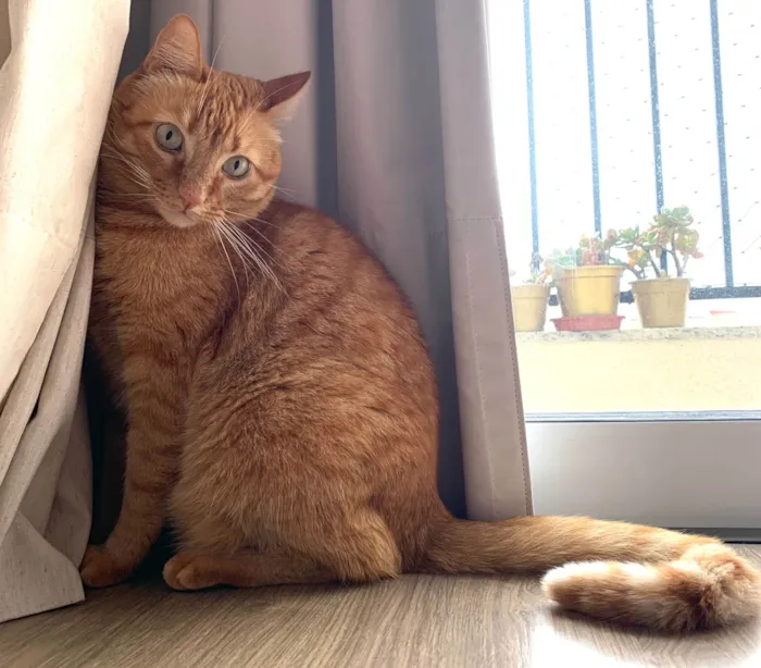 Gato ra a SRD-ViraLata idade 2 anos nome Mel 