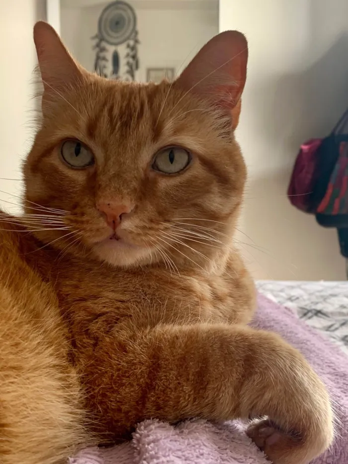 Gato ra a SRD-ViraLata idade 2 anos nome Mel 