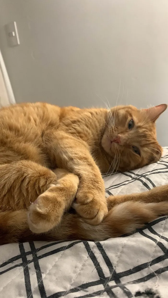 Gato ra a SRD-ViraLata idade 2 anos nome Mel 