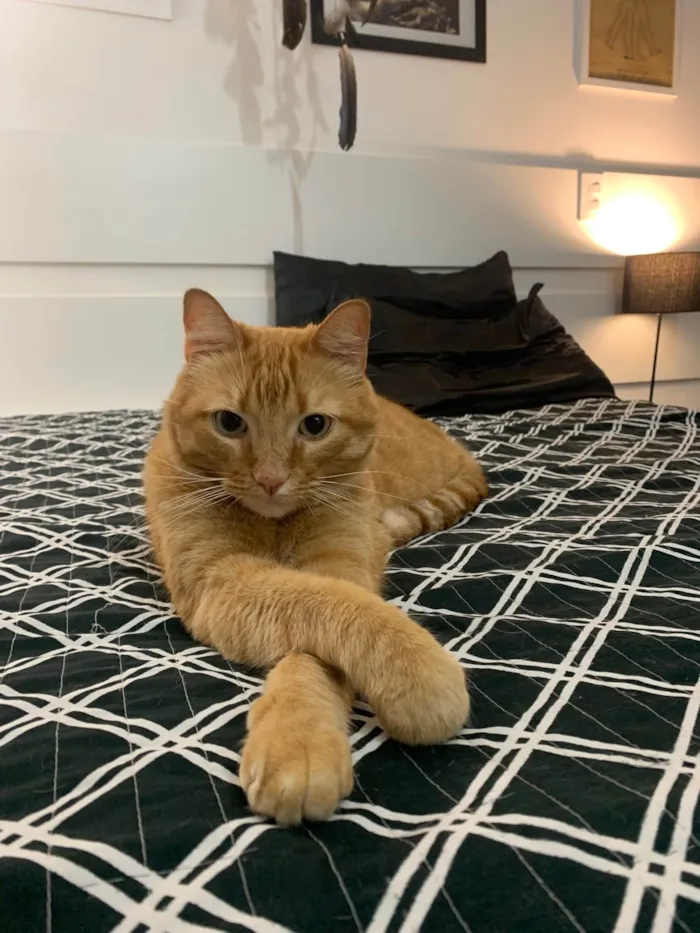 Gato ra a SRD-ViraLata idade 2 anos nome Mel 