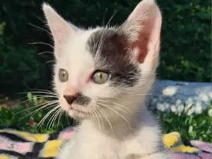 Gato raça SRD-ViraLata idade 2 a 6 meses nome Chaplin