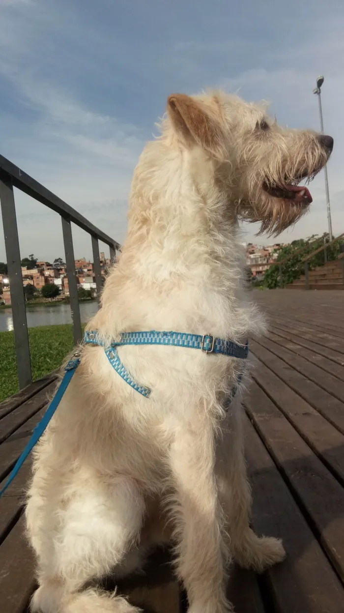 Cachorro ra a Mestiço de poodle  idade 4 anos nome Nico