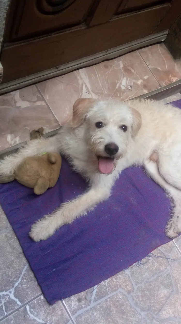 Cachorro ra a Mestiço de poodle  idade 4 anos nome Nico