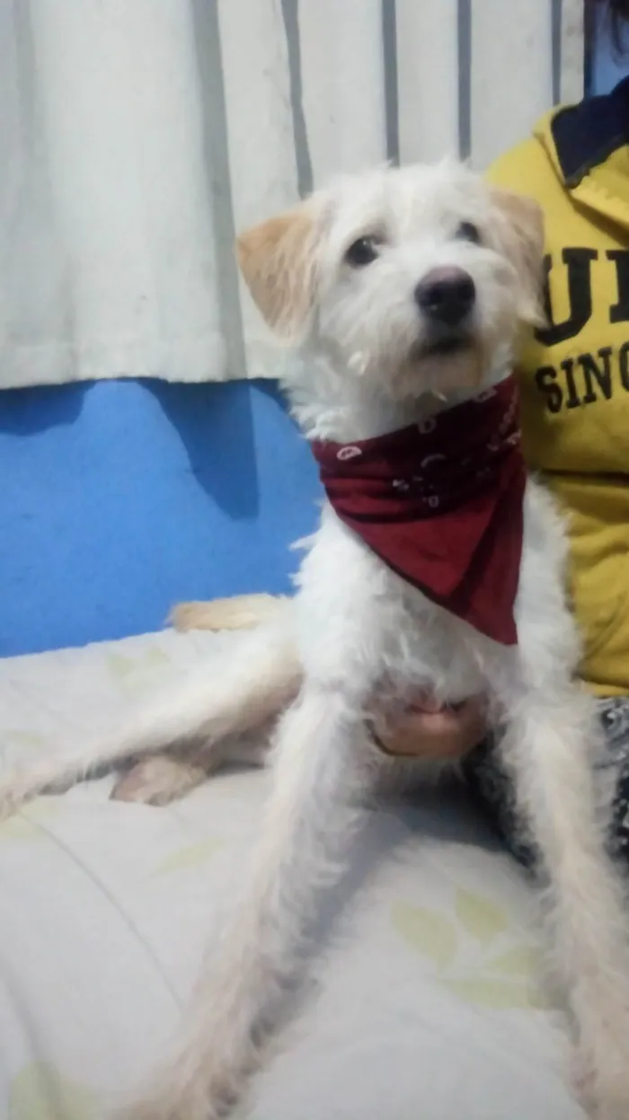 Cachorro ra a Mestiço de poodle  idade 4 anos nome Nico