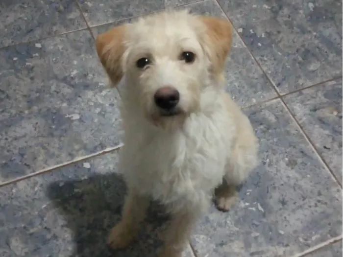 Cachorro ra a Mestiço de poodle  idade 4 anos nome Nico