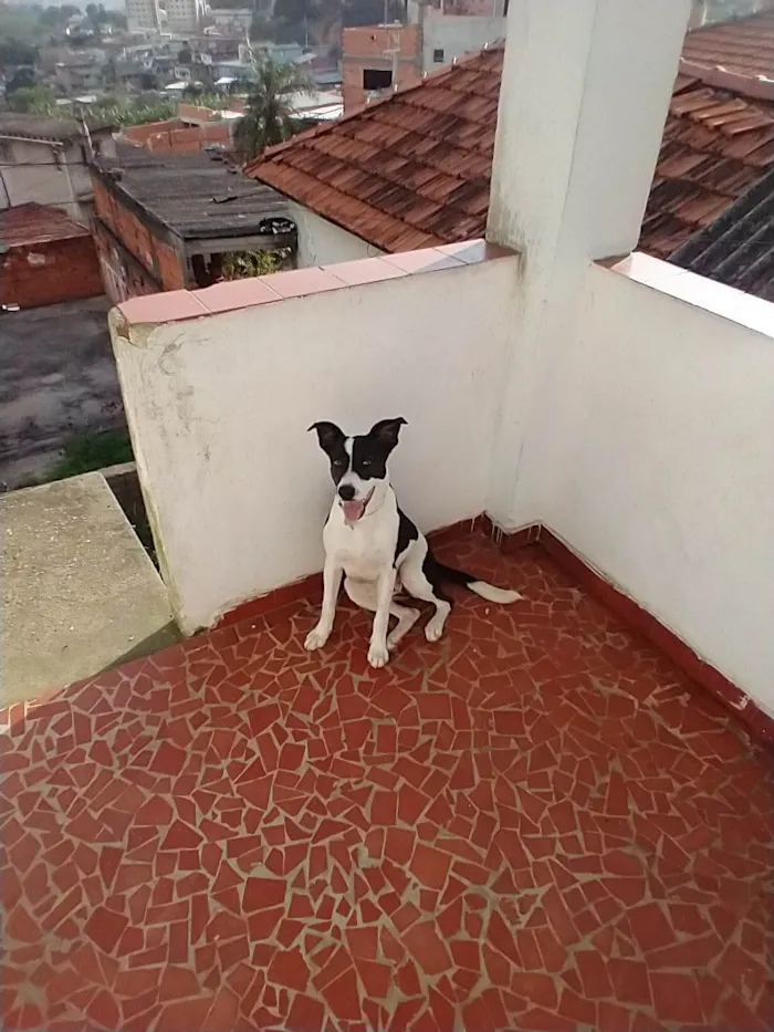 Cachorro ra a SRD-ViraLata idade 1 ano nome Pérola 