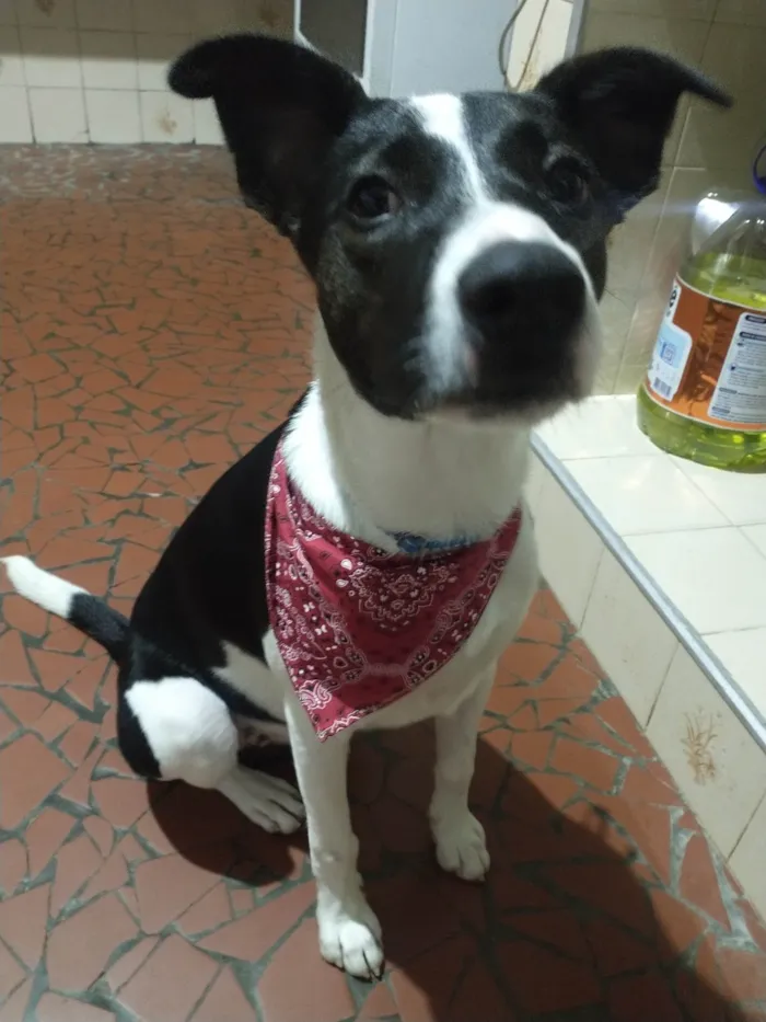 Cachorro ra a SRD-ViraLata idade 1 ano nome Pérola 