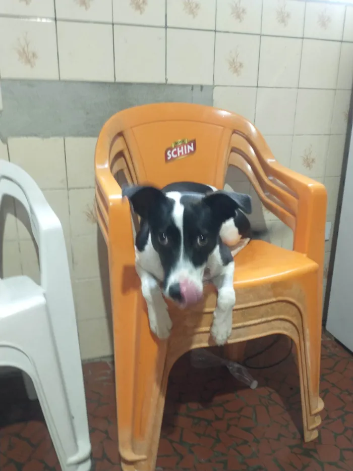 Cachorro ra a SRD-ViraLata idade 1 ano nome Pérola 