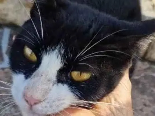 Gato ra a SRD-ViraLata idade 7 a 11 meses nome Guilt