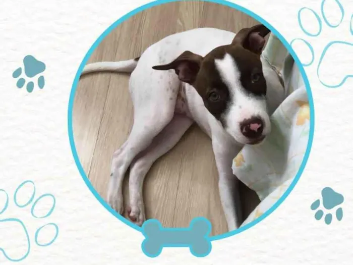 Cachorro ra a Pit-Bull idade 2 a 6 meses nome Zaya