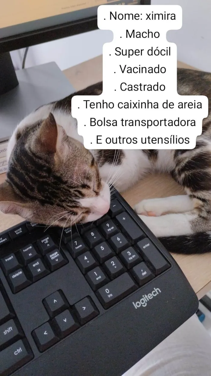 Gato raça SRD-ViraLata idade 7 a 11 meses nome Ximira