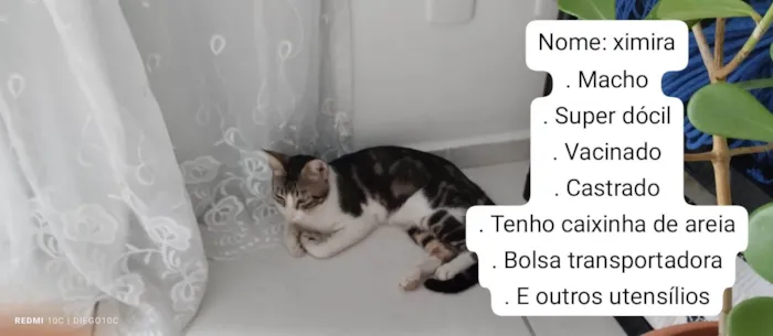 Gato raça SRD-ViraLata idade 7 a 11 meses nome Ximira