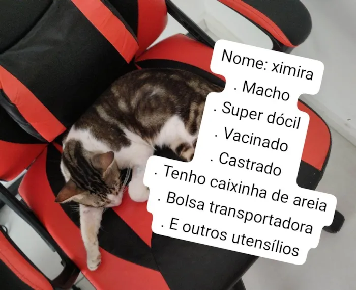 Gato raça SRD-ViraLata idade 7 a 11 meses nome Ximira