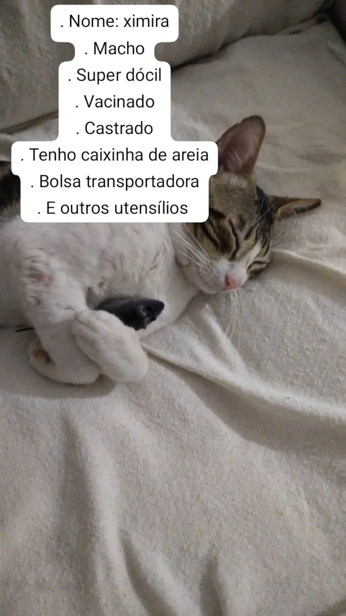 Gato raça SRD-ViraLata idade 7 a 11 meses nome Ximira