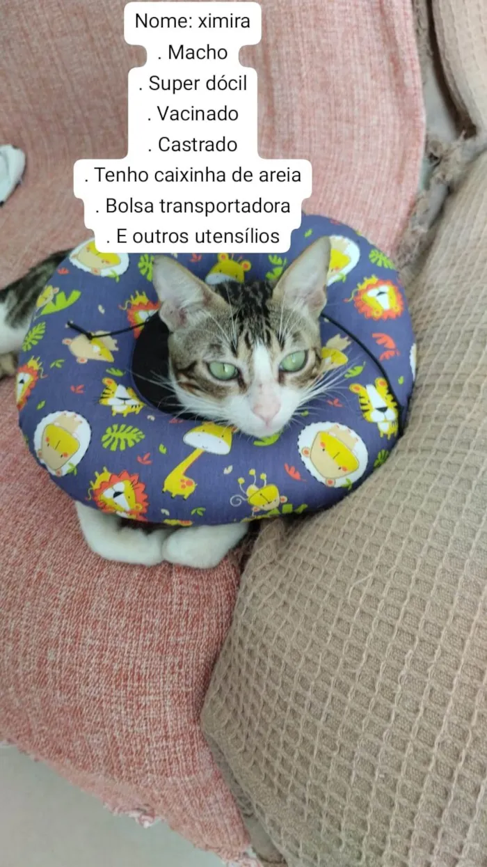 Gato raça SRD-ViraLata idade 7 a 11 meses nome Ximira