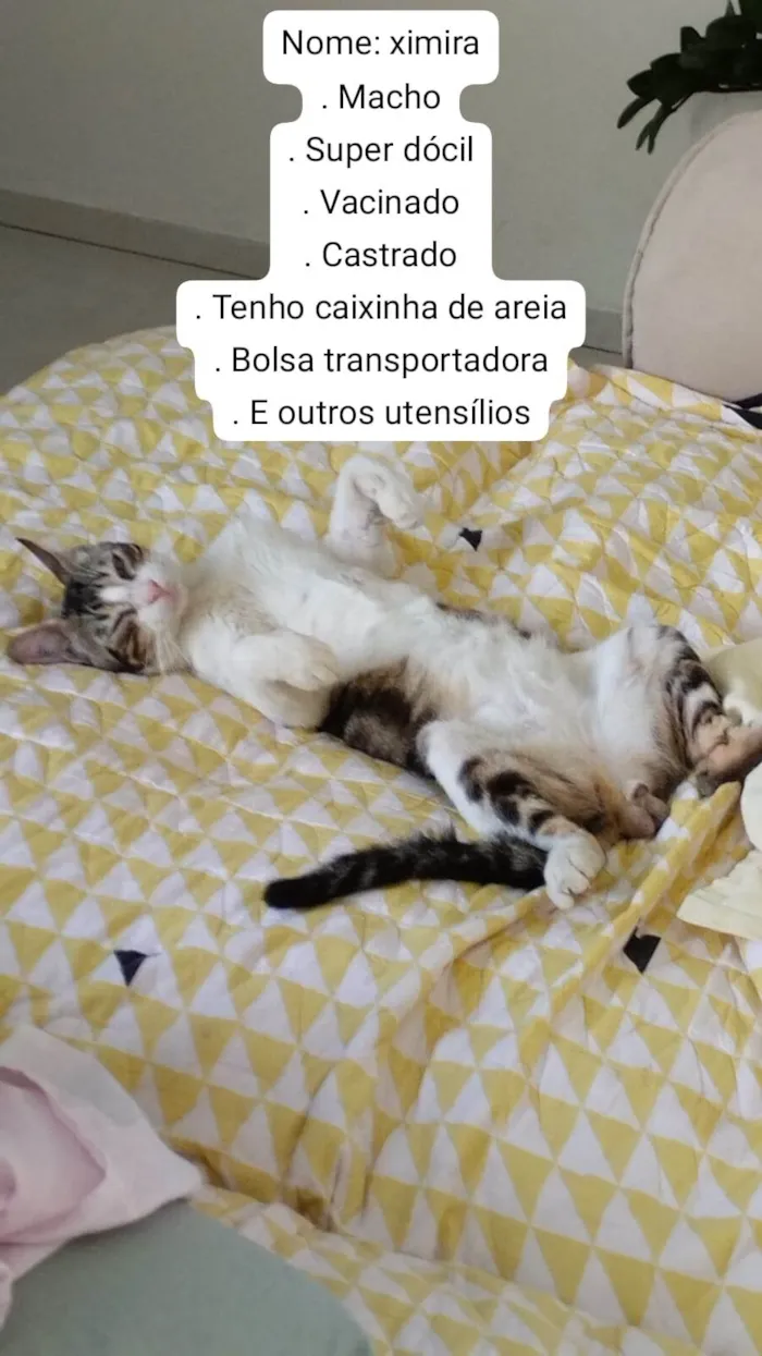 Gato raça SRD-ViraLata idade 7 a 11 meses nome Ximira