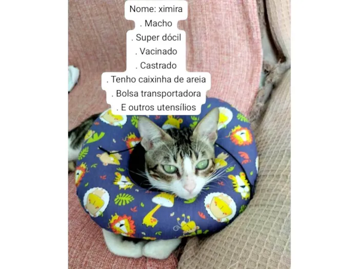 Gato raça SRD-ViraLata idade 7 a 11 meses nome Ximira