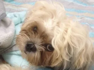 Cachorro raça Shitzu idade 4 anos nome Will