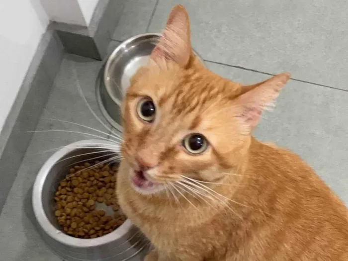 Gato ra a SRD-ViraLata idade 2 anos nome Mel 