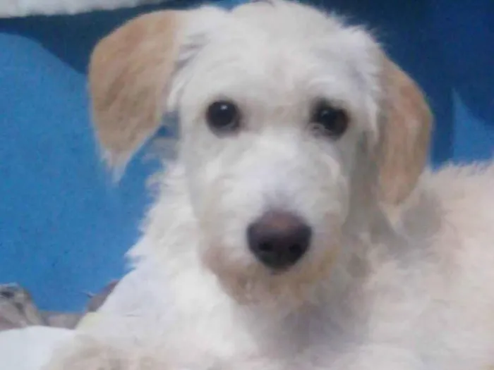 Cachorro ra a Mestiço de poodle  idade 4 anos nome Nico