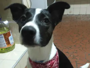 Cachorro raça SRD-ViraLata idade 1 ano nome Pérola 