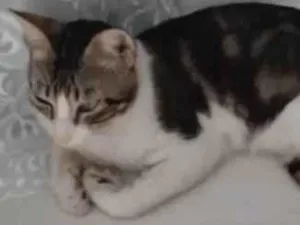 Gato raça SRD-ViraLata idade 7 a 11 meses nome Ximira
