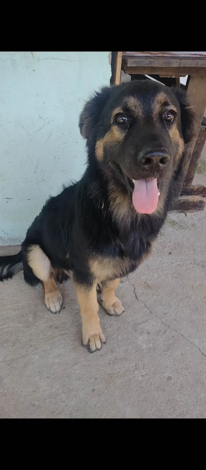 Cachorro ra a Pastor Alemão idade 7 a 11 meses nome Thor