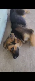 Shirra