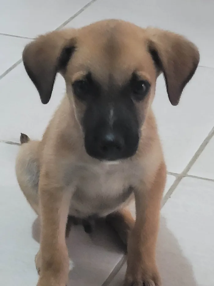 Cachorro raça Vira-lata  idade 2 a 6 meses nome Dôdi