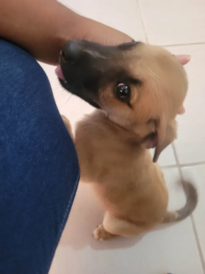 Cachorro raça Vira-lata  idade 2 a 6 meses nome Dôdi
