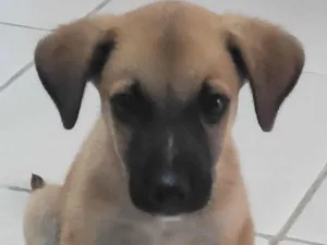 Cachorro raça Vira-lata  idade 2 a 6 meses nome Dôdi