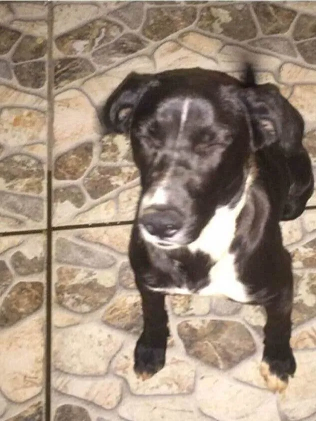 Cachorro ra a SRD-ViraLata idade 7 a 11 meses nome Briza