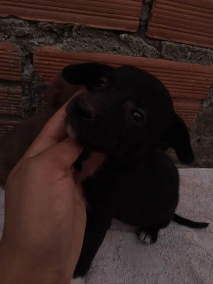 Cachorro ra a SRD-ViraLata idade 2 a 6 meses nome Simba,preta,Valentina, olafe,pretinha