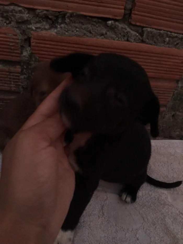 Cachorro ra a SRD-ViraLata idade 2 a 6 meses nome Simba,preta,Valentina, olafe,pretinha