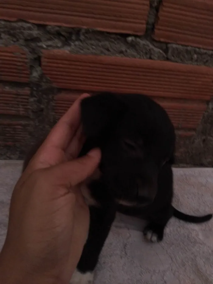 Cachorro ra a SRD-ViraLata idade 2 a 6 meses nome Simba,preta,Valentina, olafe,pretinha