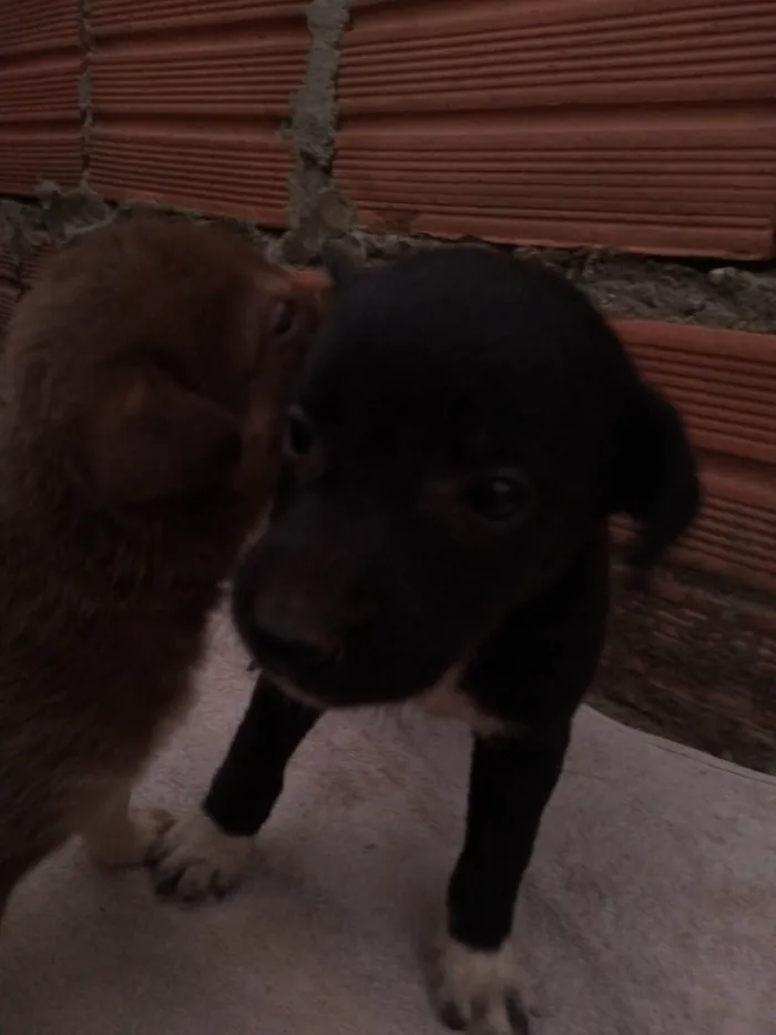 Cachorro ra a SRD-ViraLata idade 2 a 6 meses nome Simba,preta,Valentina, olafe,pretinha