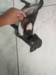 Pretinha 