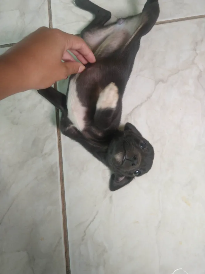 Cachorro raça Indefinida  idade 2 a 6 meses nome Pretinha 