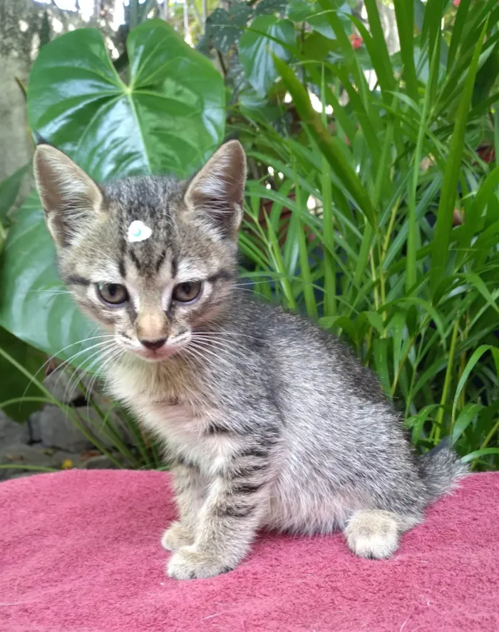 Gato ra a SRD-ViraLata idade 2 a 6 meses nome Céu e Mar ADOTADA