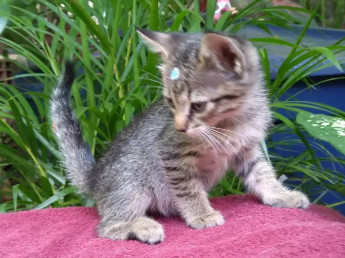 Gato ra a SRD-ViraLata idade 2 a 6 meses nome Céu e Mar ADOTADA