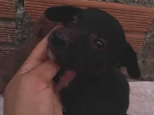 Cachorro raça SRD-ViraLata idade 2 a 6 meses nome Simba,preta,Valentina, olafe,pretinha