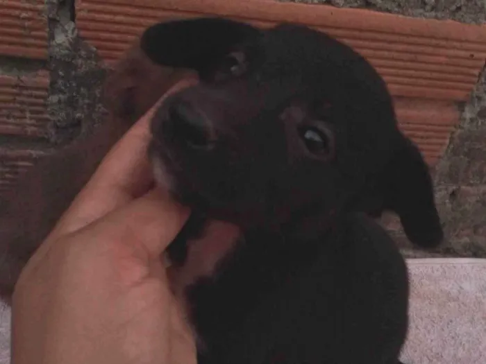 Cachorro ra a SRD-ViraLata idade 2 a 6 meses nome Simba,preta,Valentina, olafe,pretinha