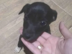 Cachorro raça Indefinida  idade 2 a 6 meses nome Pretinha 