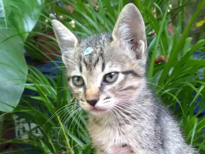 Gato ra a SRD-ViraLata idade 2 a 6 meses nome Céu e Mar ADOTADA