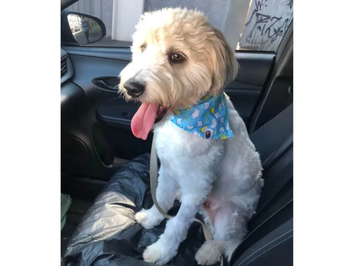 Cachorro raça mestiço poodle idade 7 a 11 meses nome Billy