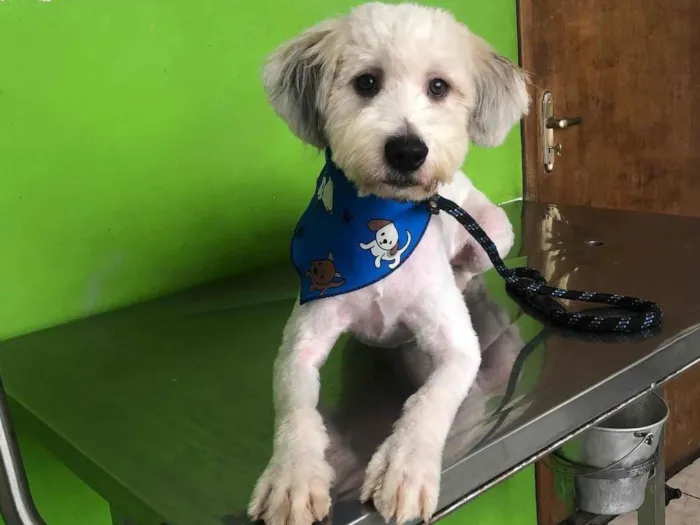 Cachorro raça mestiço poodle idade 7 a 11 meses nome Billy
