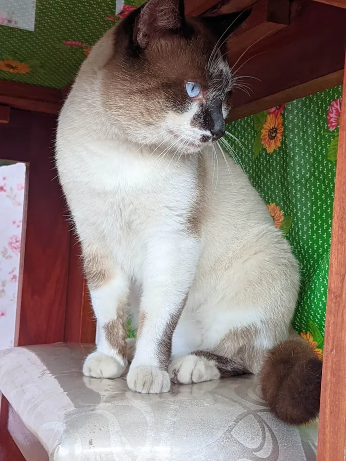 Gato ra a Siamês  idade 5 anos nome Pitucho